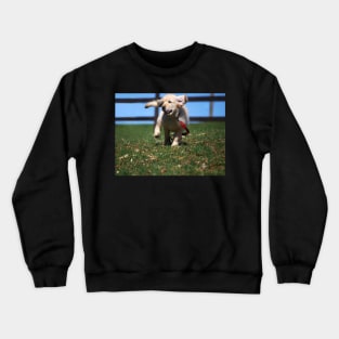 "Golden Retriever Puppy On The Run..." Crewneck Sweatshirt